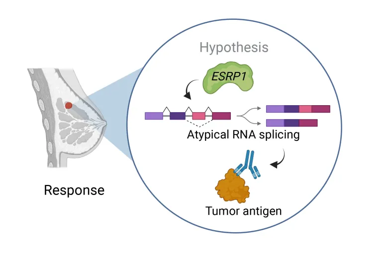Visual abstract alternative splicing